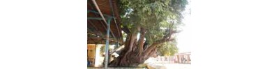 பரக்கலக்கோட்டை